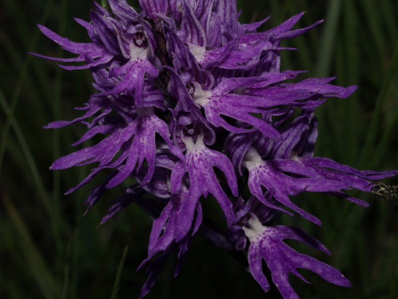 Orchis italica var rubra